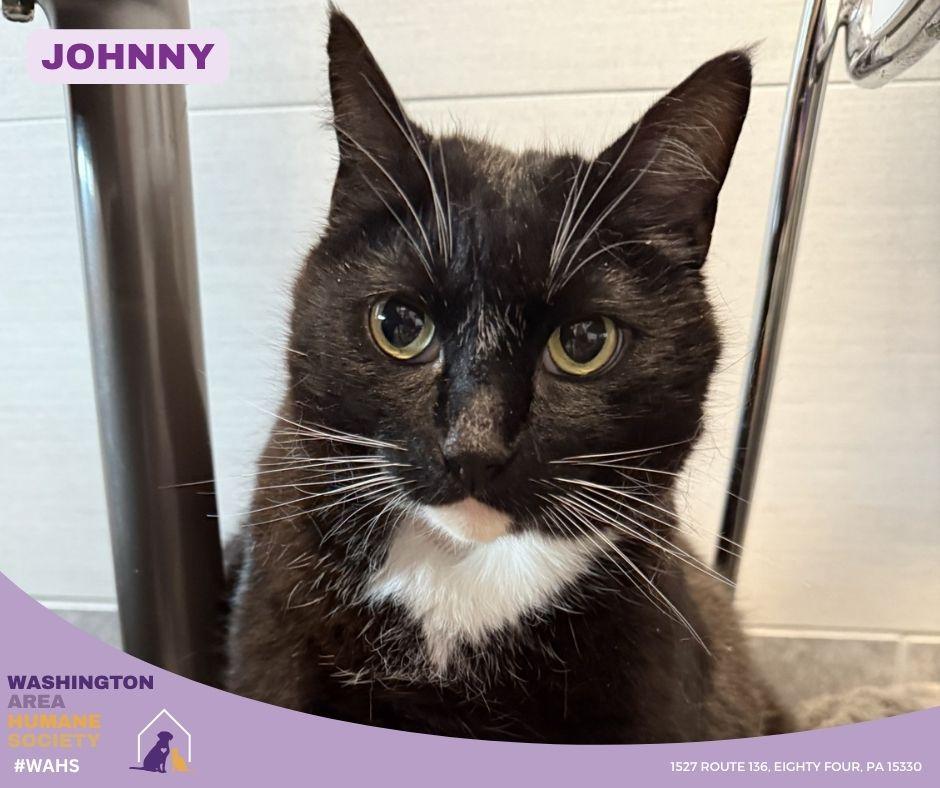 Enlarge Johnny, a ADOPTABLE mixed breed in Eighty Four, PA image 1/1