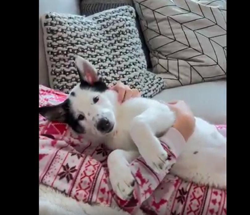 Sage, Adopted, Young Female Siberian Husky.