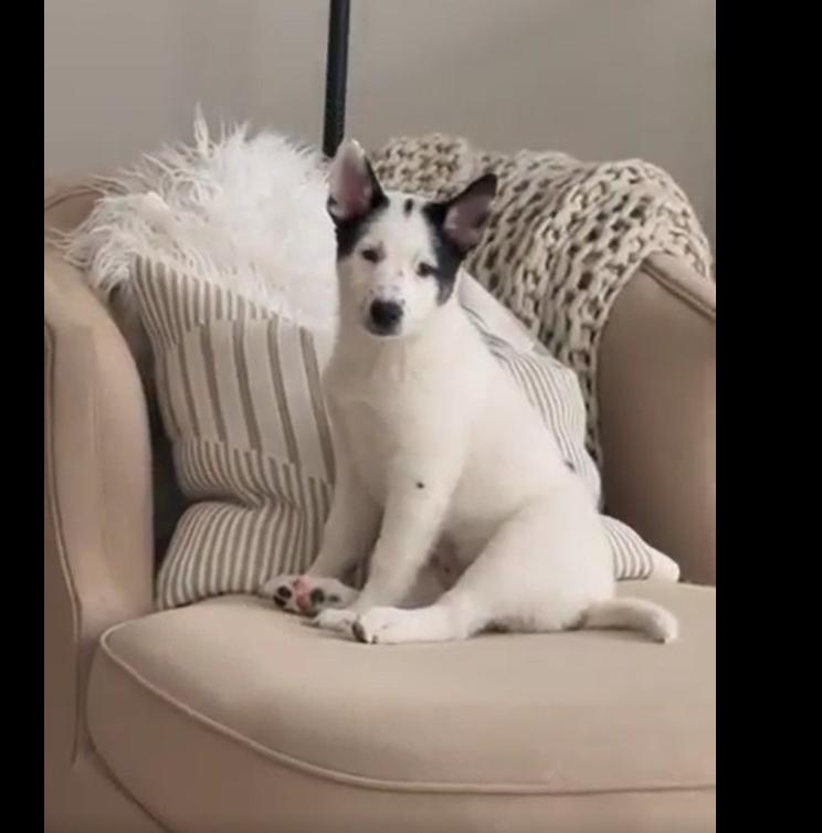 Enlarge Sage, a Adopted mixed breed in Cottonwood Heights, UT image 2/6