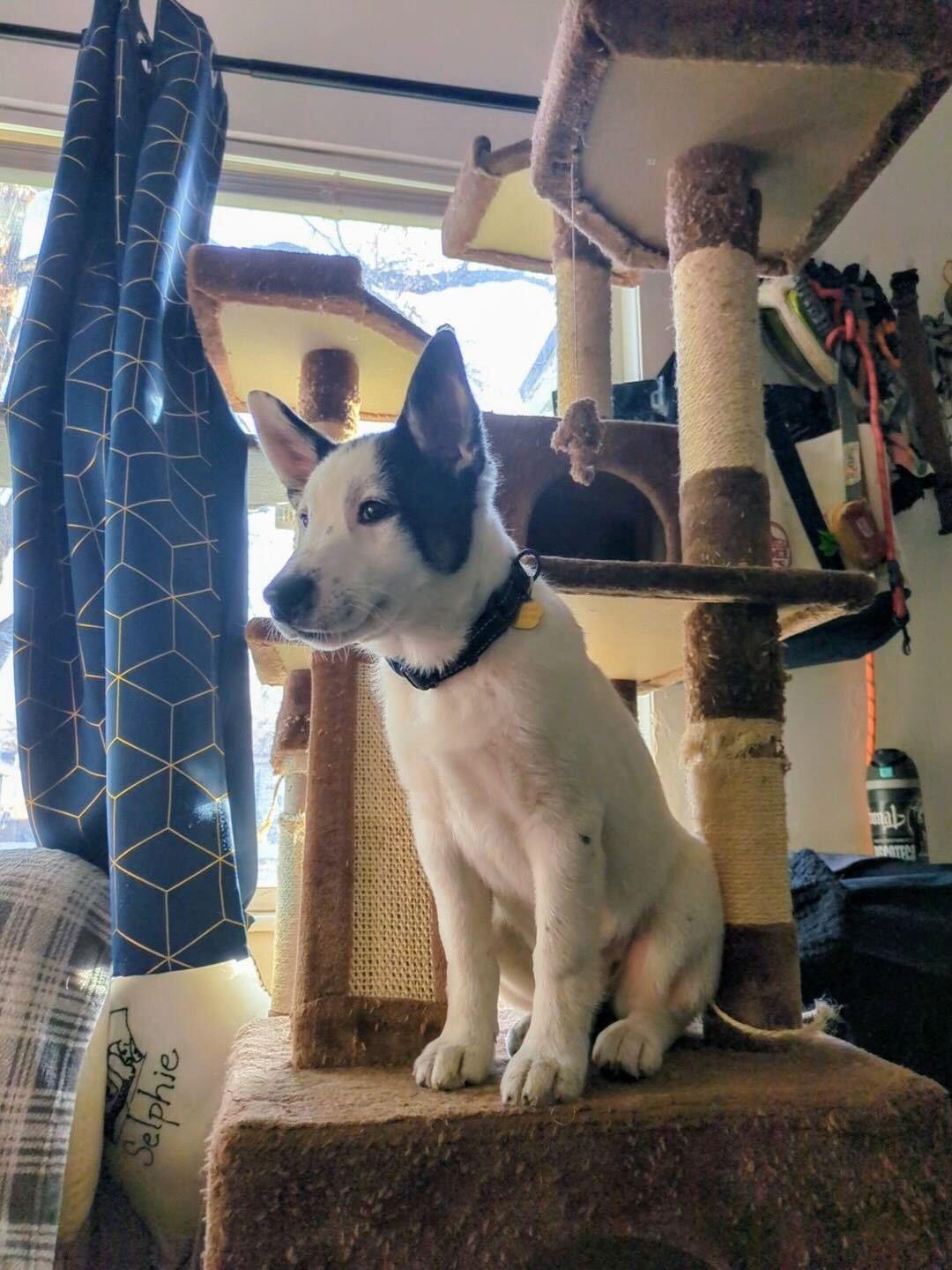 Enlarge Sage, a Adopted mixed breed in Cottonwood Heights, UT image 3/6