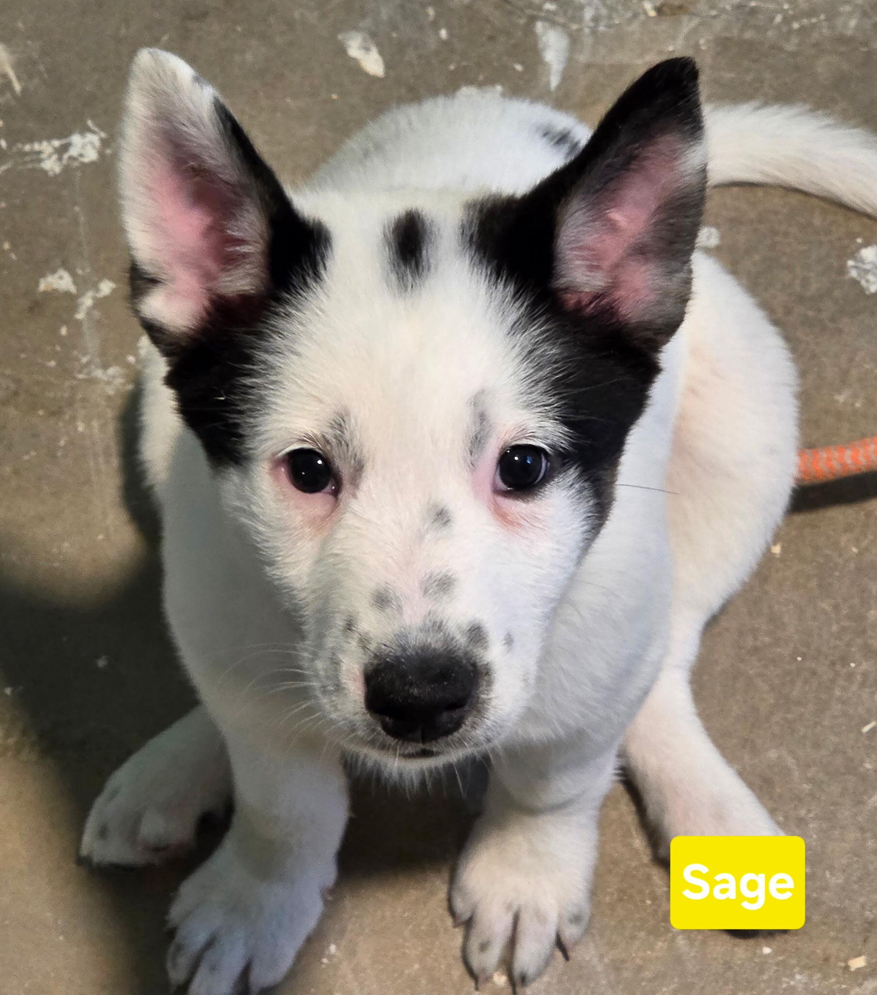 Enlarge Sage, a Adopted mixed breed in Cottonwood Heights, UT image 4/6