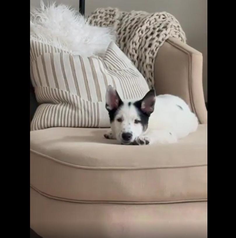 Enlarge Sage, a Adopted mixed breed in Cottonwood Heights, UT image 5/6