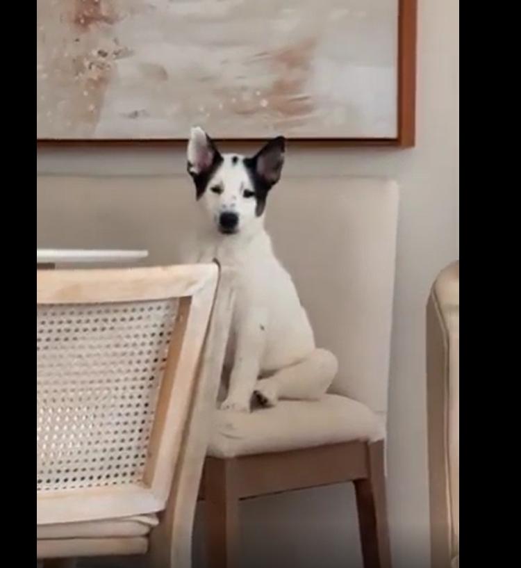 Enlarge Sage, a Adopted mixed breed in Cottonwood Heights, UT image 6/6