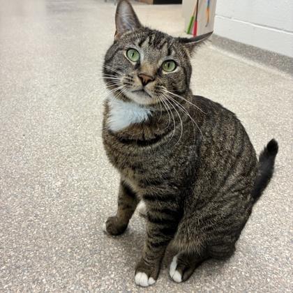 Coco, a Adoptable mixed breed in Wheaton, IL image 2/3
