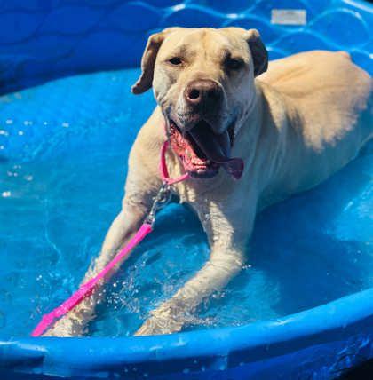 Enlarge Sarabi, a Adoptable mixed breed in West Chester, PA image 1/3