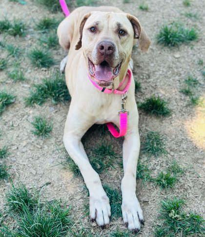 Enlarge Sarabi, a Adoptable mixed breed in West Chester, PA image 2/3