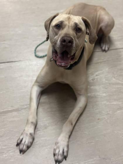 Enlarge Sarabi, a Adoptable mixed breed in West Chester, PA image 3/3
