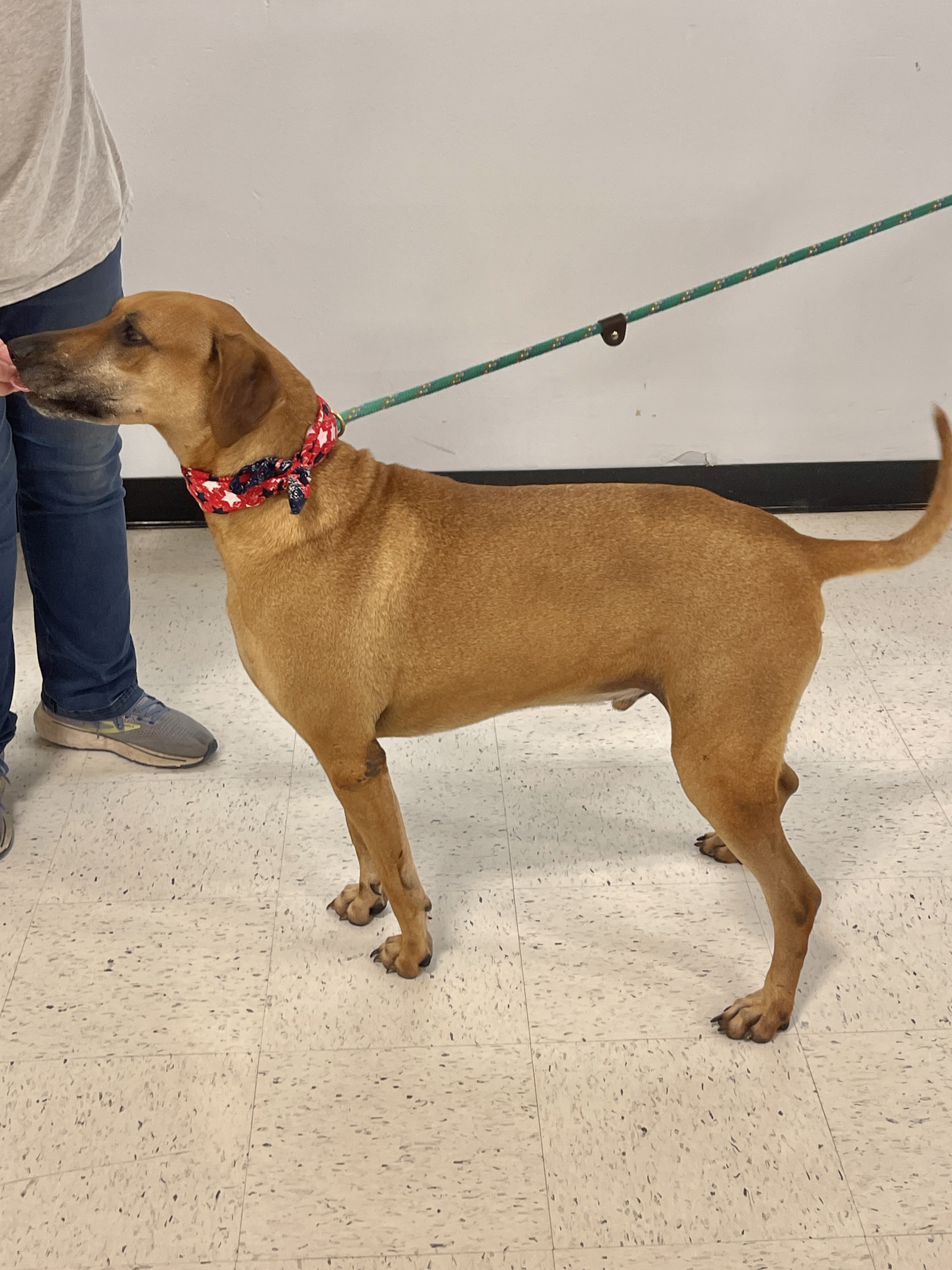 Enlarge BENSON- charming boy, a Adoptable mixed breed in Boston, MA image 6/6