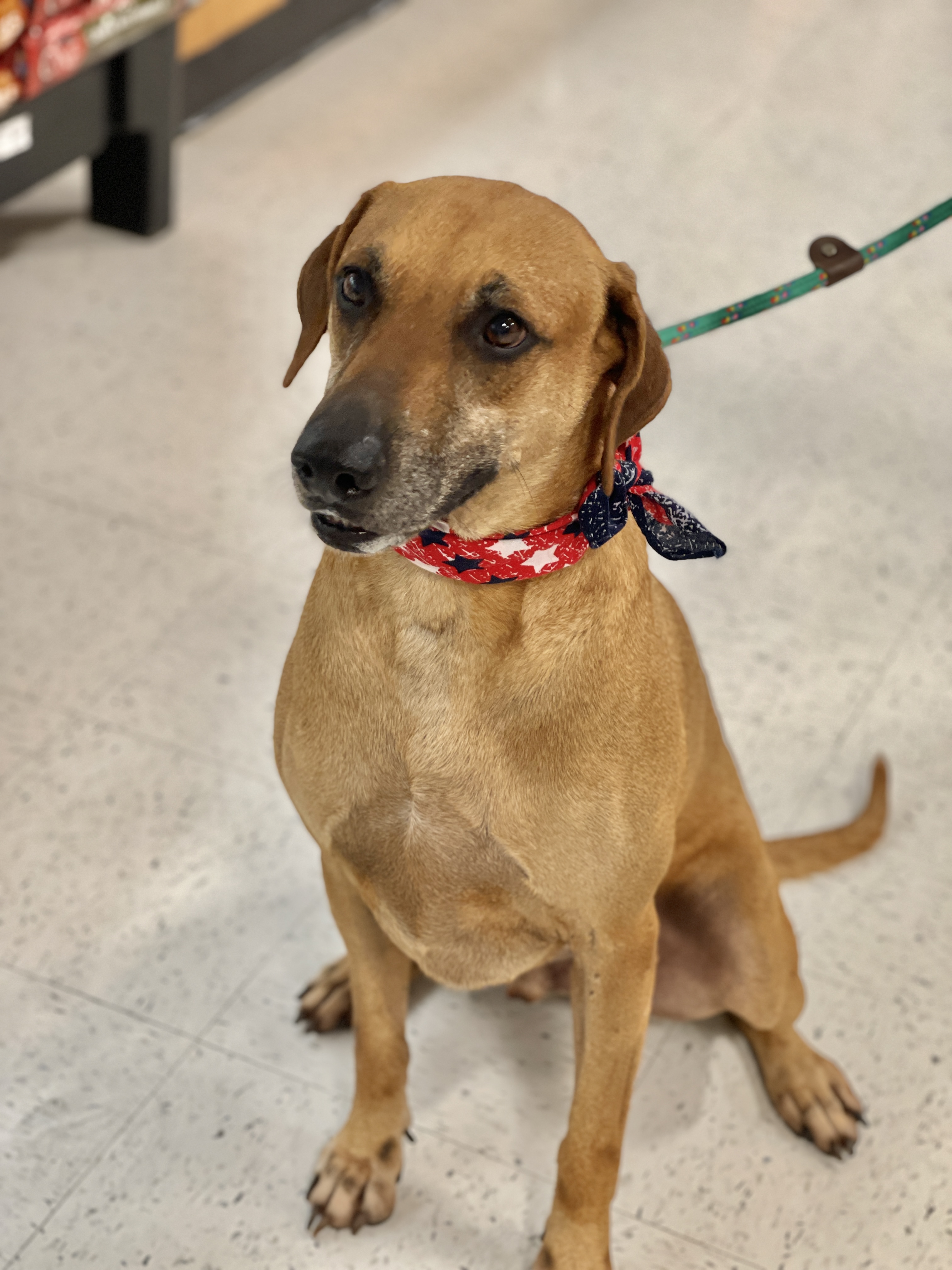 Enlarge BENSON- charming boy, a Adoptable mixed breed in Boston, MA image 3/6