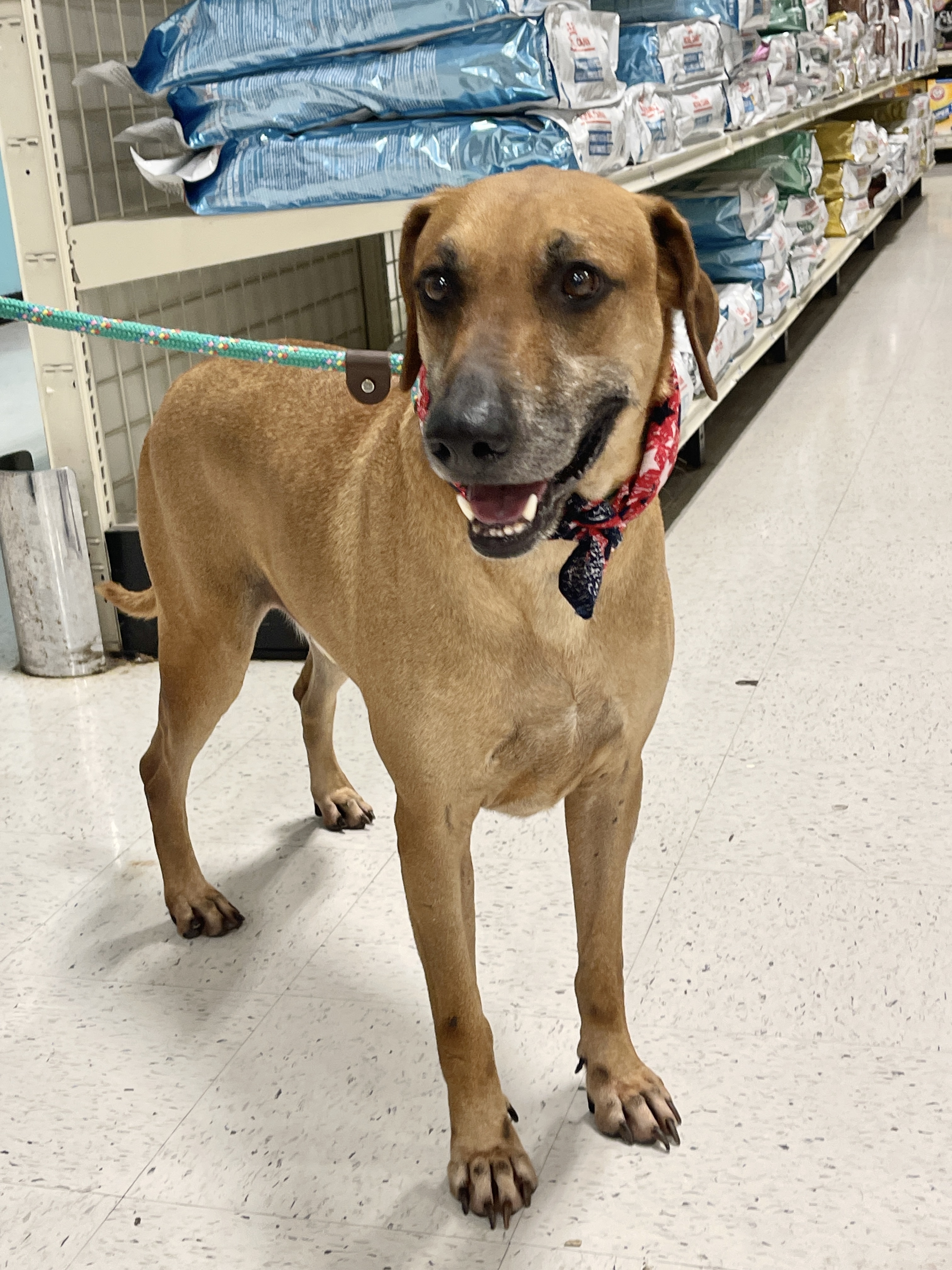 Enlarge BENSON- charming boy, a Adoptable mixed breed in Boston, MA image 4/6