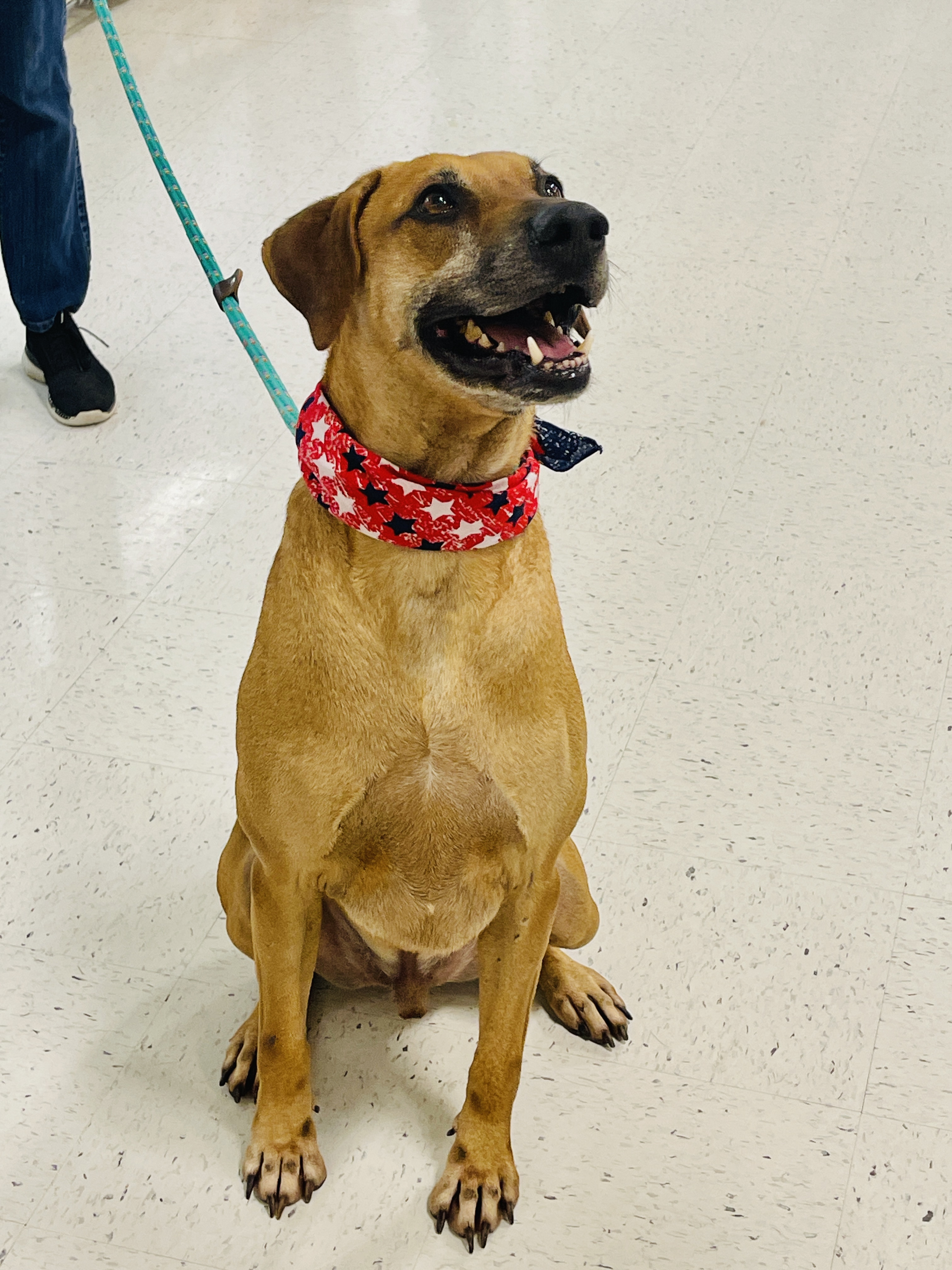 Enlarge BENSON- charming boy, a Adoptable mixed breed in Boston, MA image 5/6