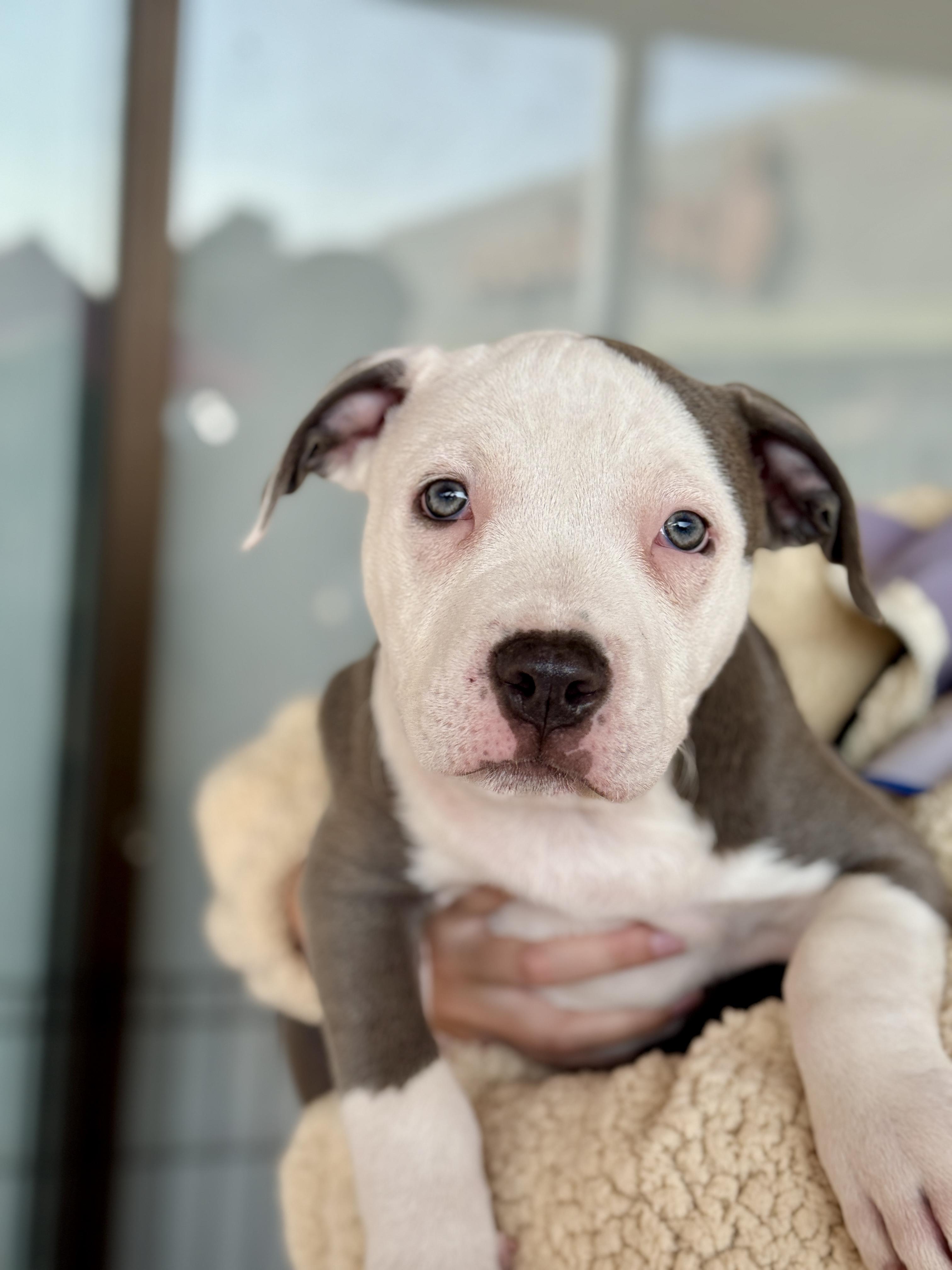 Enlarge Dean, a ADOPTABLE Pit Bull Terrier in San Francisco, CA image 1/1
