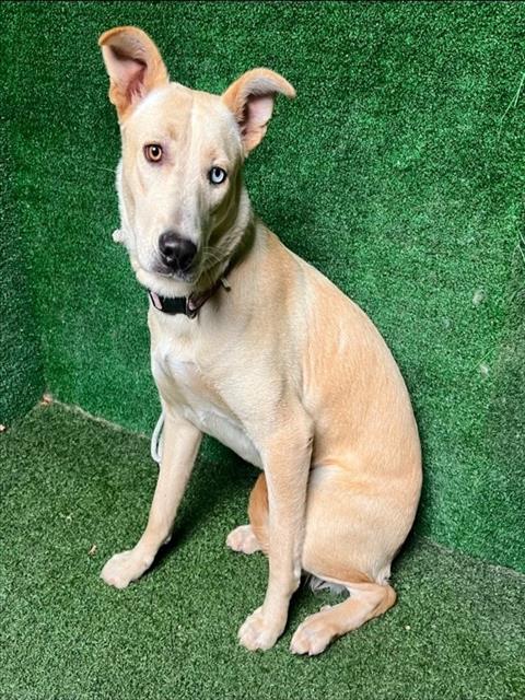 Enlarge HANNAH, a Adoptable mixed breed in Lancaster, CA image 1/1