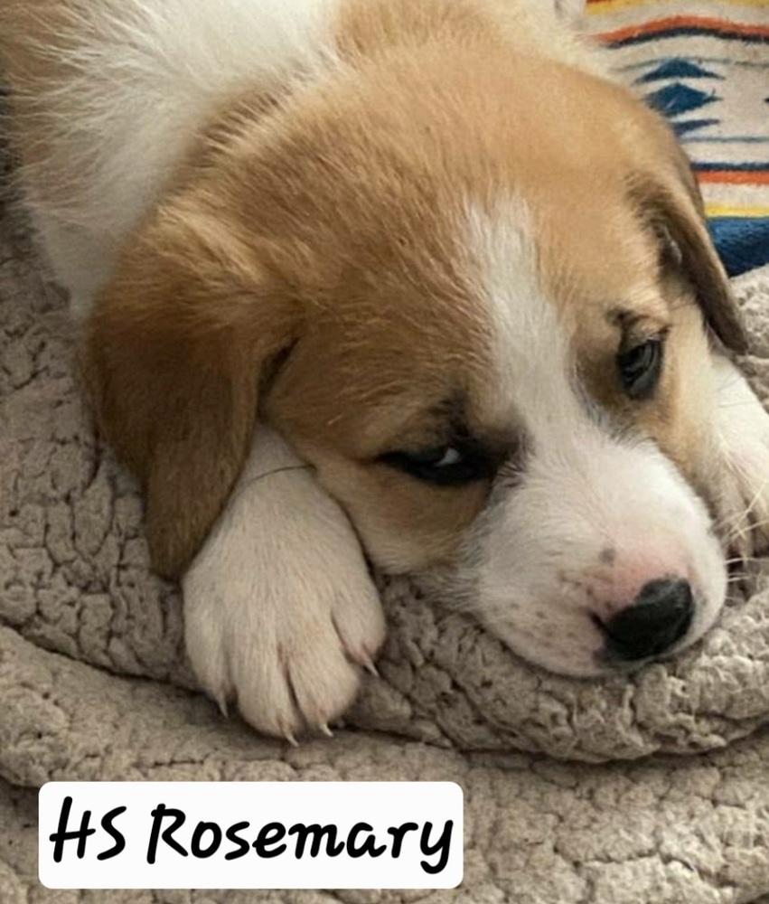 HS Rosemary aka Betty, Adoptable, Puppy Female Great Pyrenees & Mixed Breed.