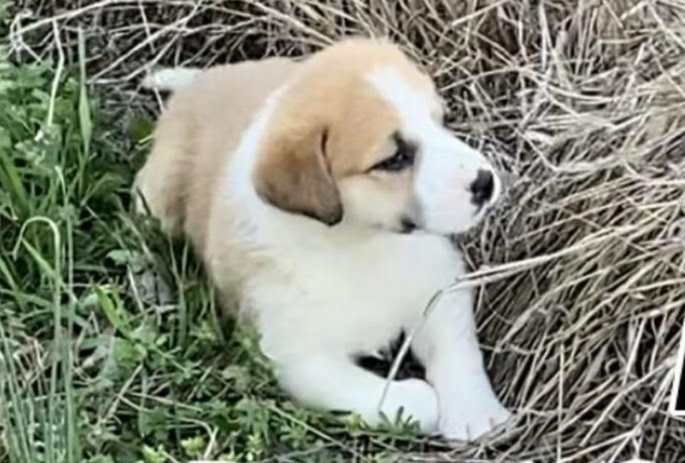 HS Rosemary aka Betty, a Adoptable mixed breed in Warrenton, MO image 3/3