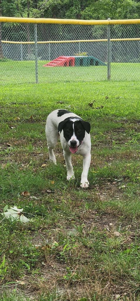 Noodle, Adoptable, Young Female Hound & Jack Russell Terrier.