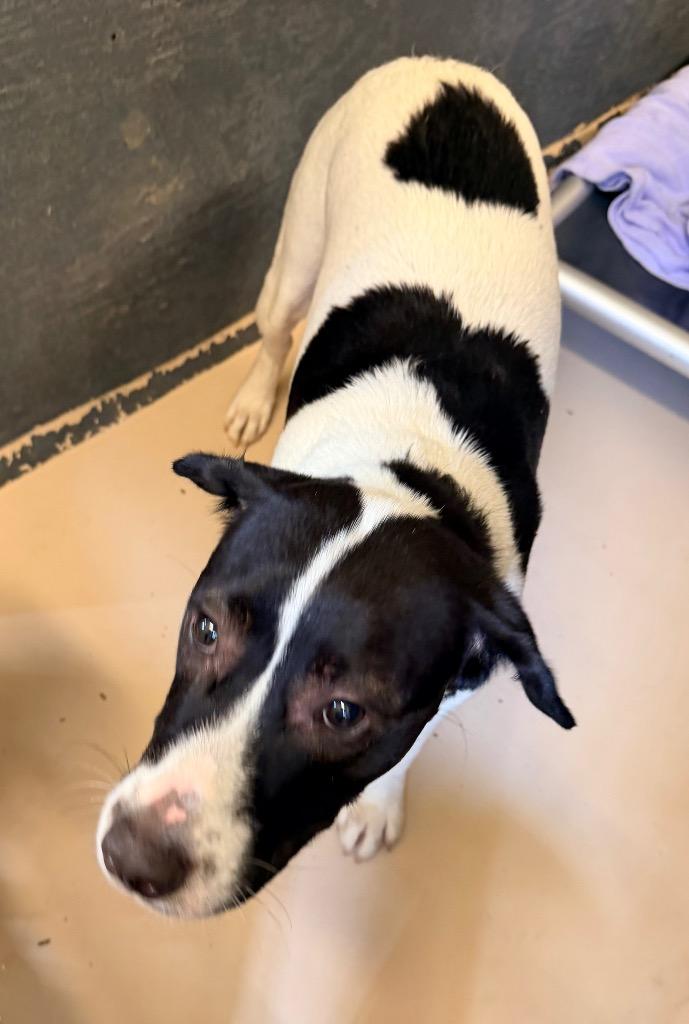 Noodle, a Adoptable mixed breed in Mineral, VA image 2/3