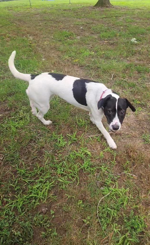 Noodle, a Adoptable mixed breed in Mineral, VA image 3/3