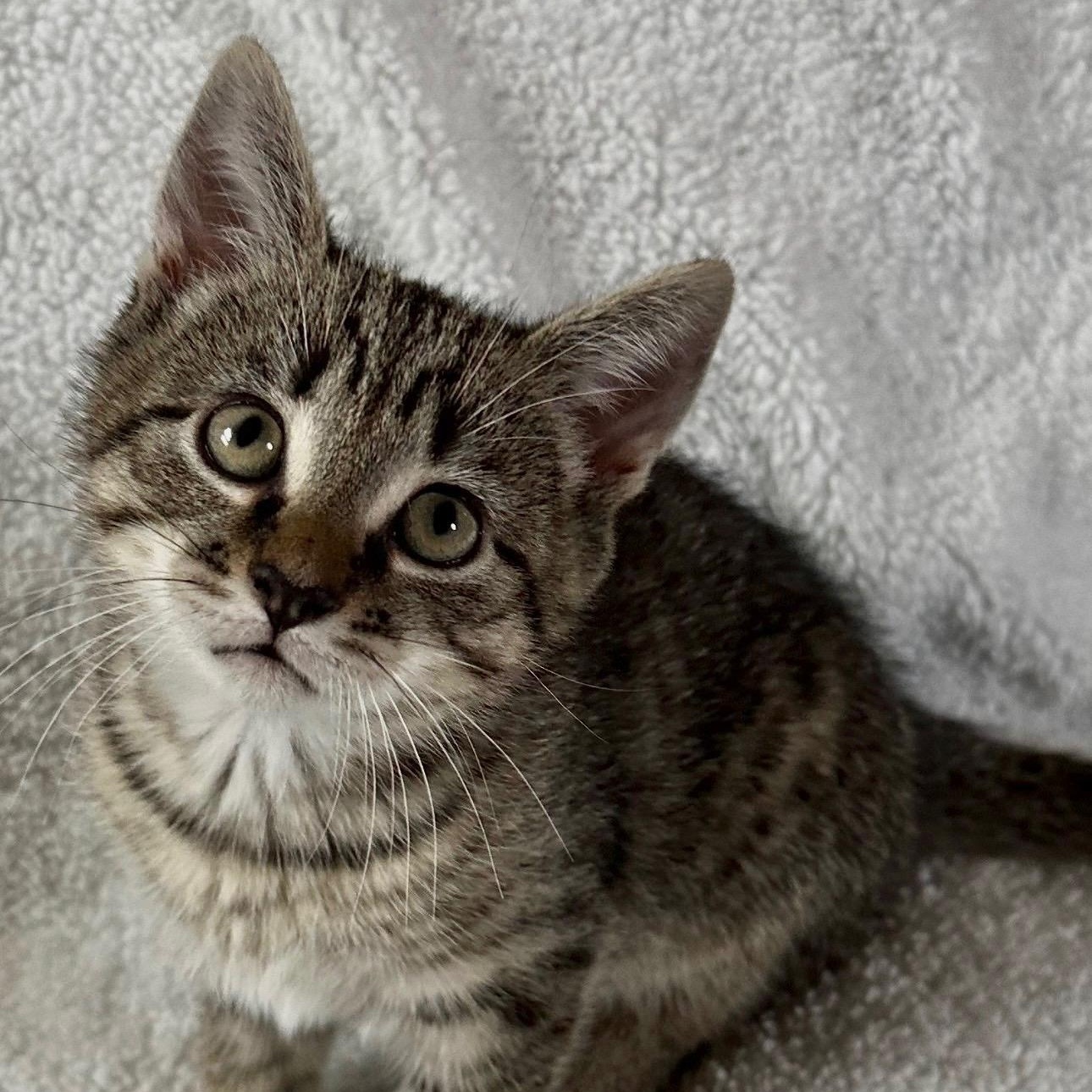 Tulip, adopted, Kitten Female Domestic Short Hair.