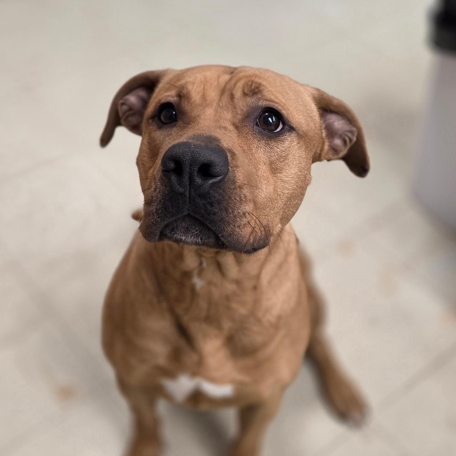 Enlarge Bobbie, a Adoptable mixed breed in Madison, MS image 1/1