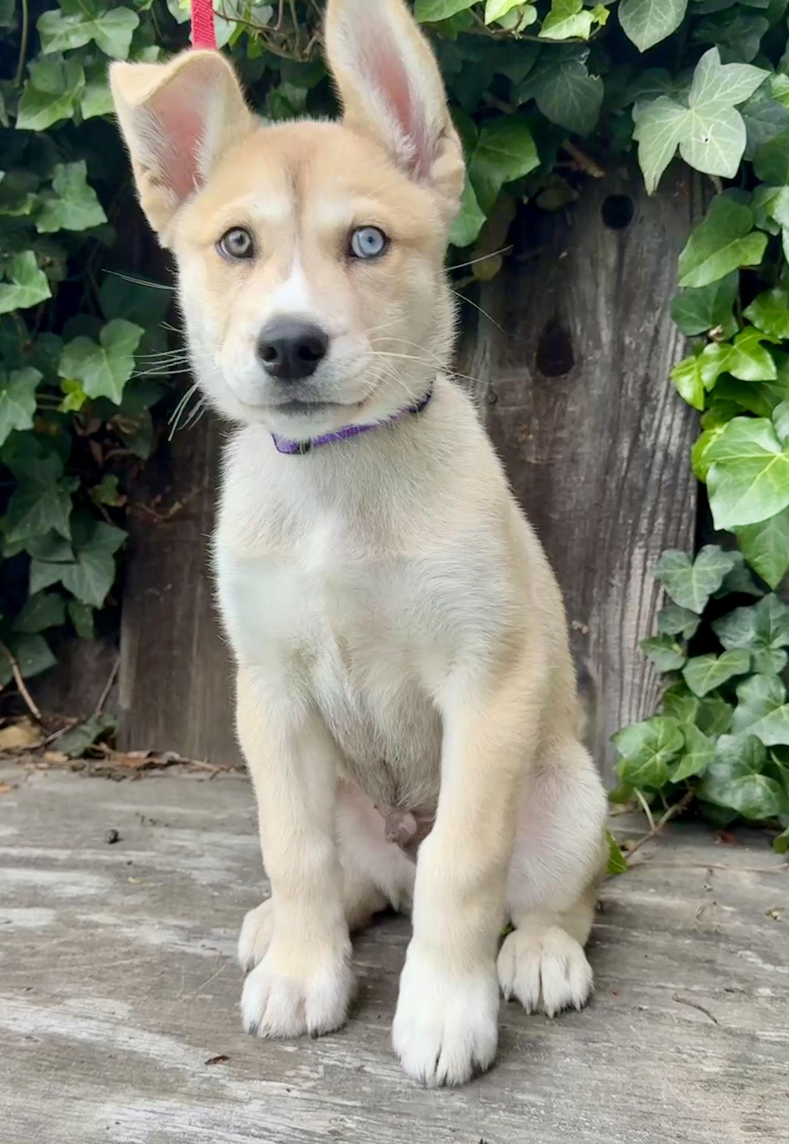 Blitz, Adoptable, Puppy Male Siberian Husky.