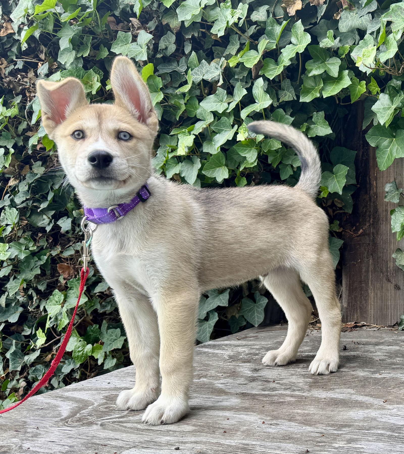 Blitz, a Adoptable Siberian Husky in Palo Alto, CA image 2/3