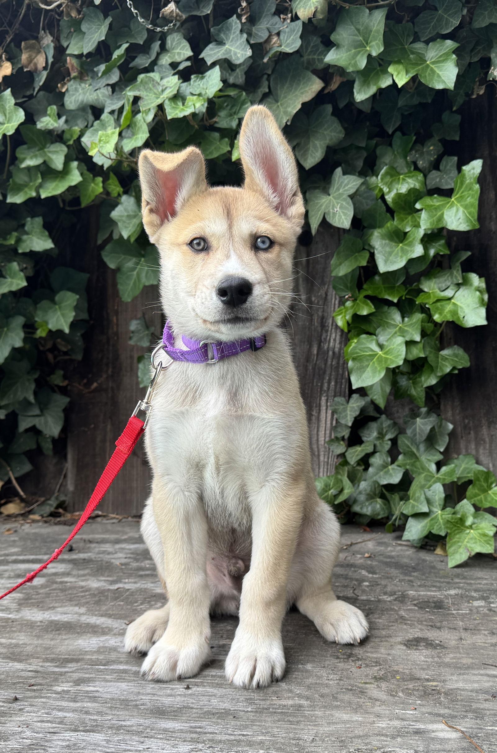 Blitz, a Adoptable Siberian Husky in Palo Alto, CA image 3/3