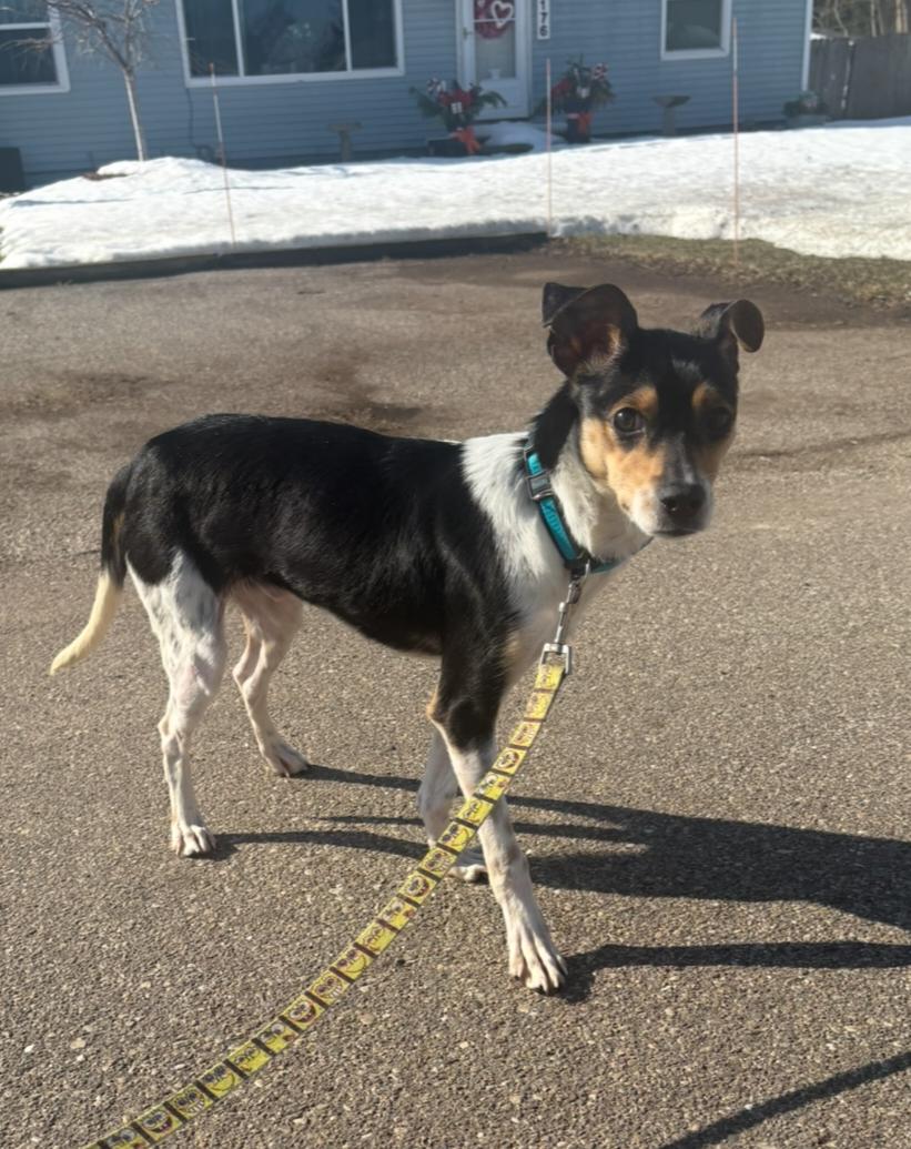 Enlarge Leon, a ADOPTABLE mixed breed in Grand Rapids, MI image 2/3