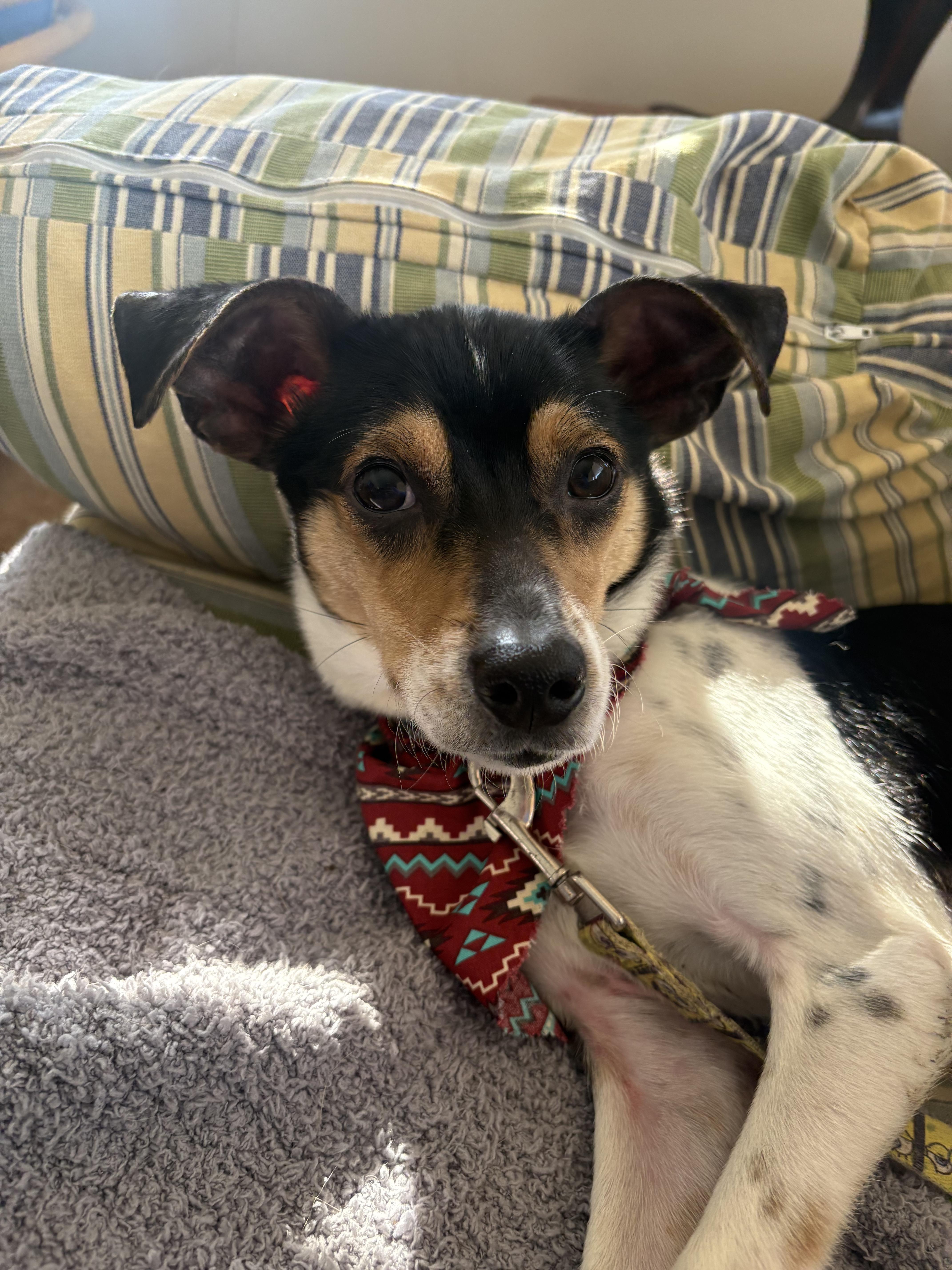 Leon, ADOPTABLE, Young Male Rat Terrier.