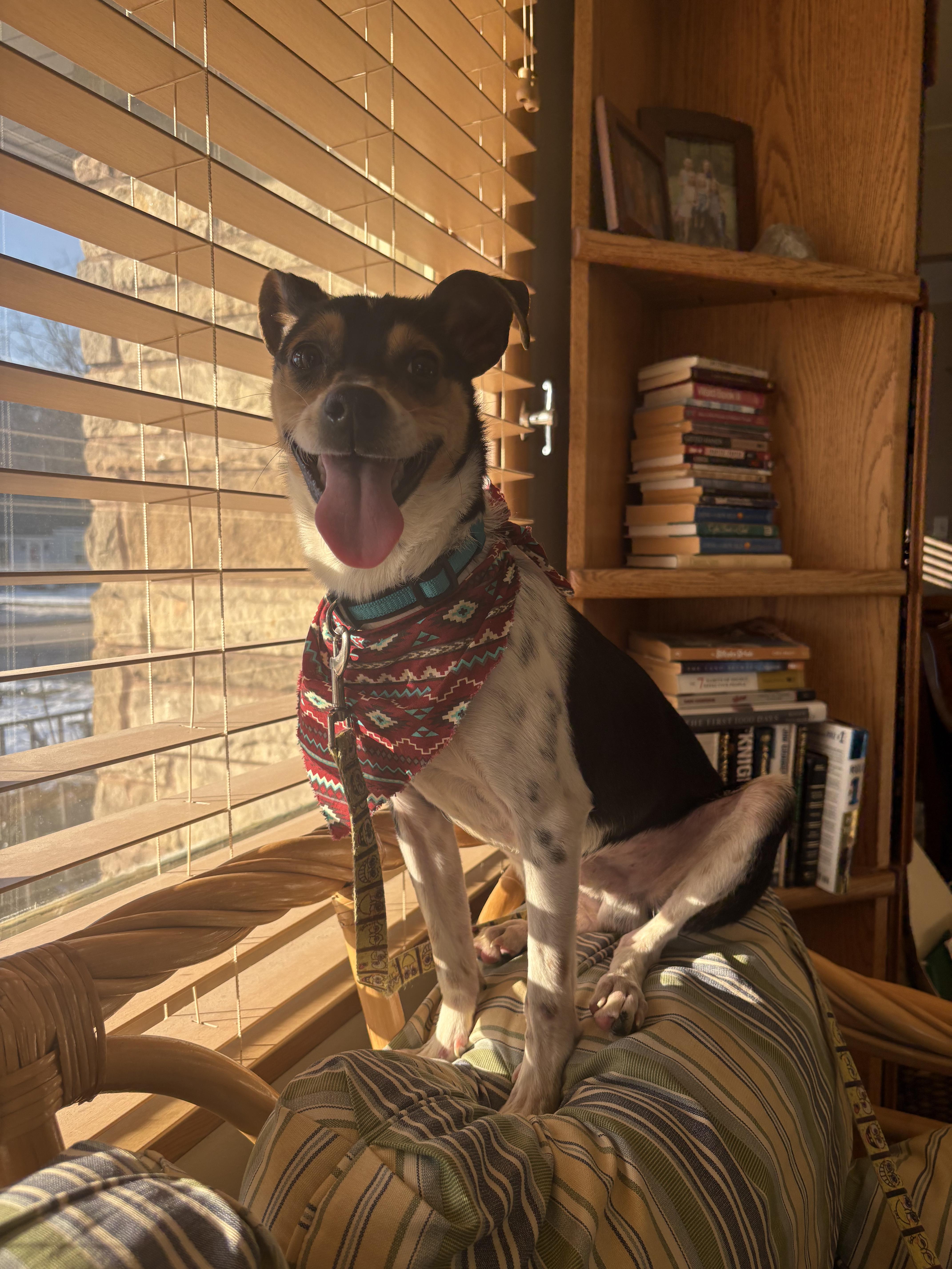 Enlarge Leon, a ADOPTABLE mixed breed in Grand Rapids, MI image 3/3