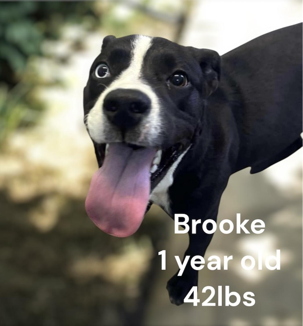 Enlarge Brooke, a Adoptable Mixed Breed in Rayne, LA image 1/1