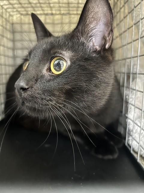 Enlarge LEVI, a Adoptable Domestic Short Hair in Fort Myers, FL image 1/1