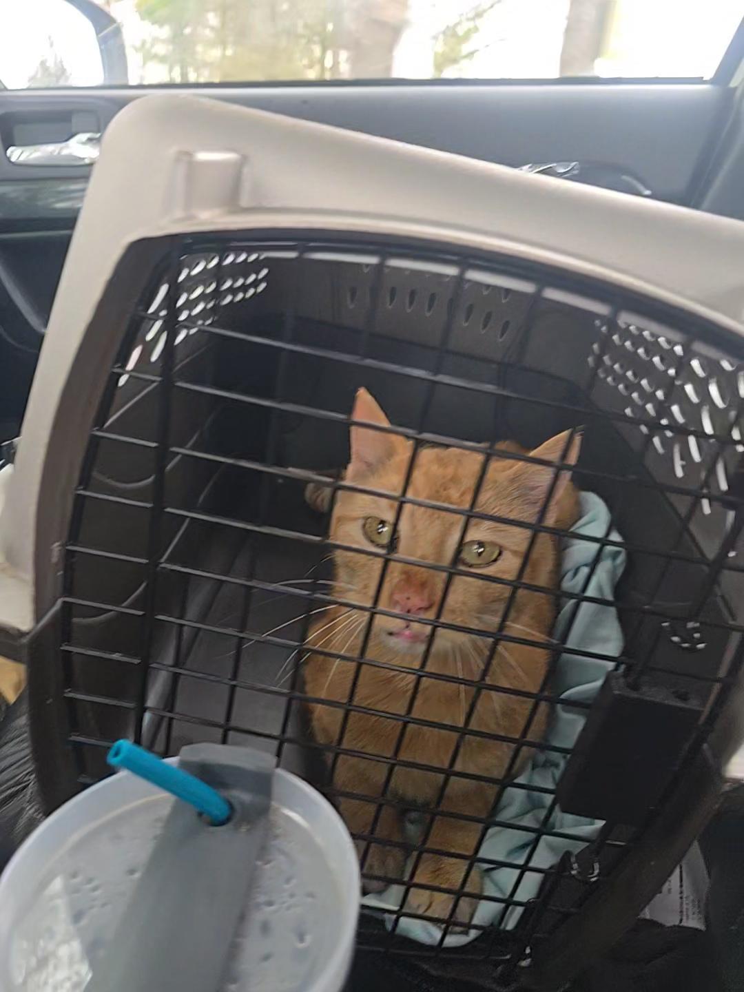 Enlarge Milo, an adopted Domestic Short Hair in Saylorsburg, PA image 4/6