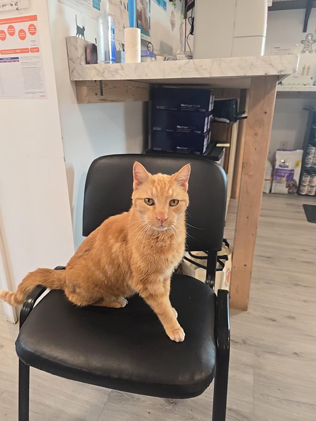 Enlarge Milo, an adopted Domestic Short Hair in Saylorsburg, PA image 1/6