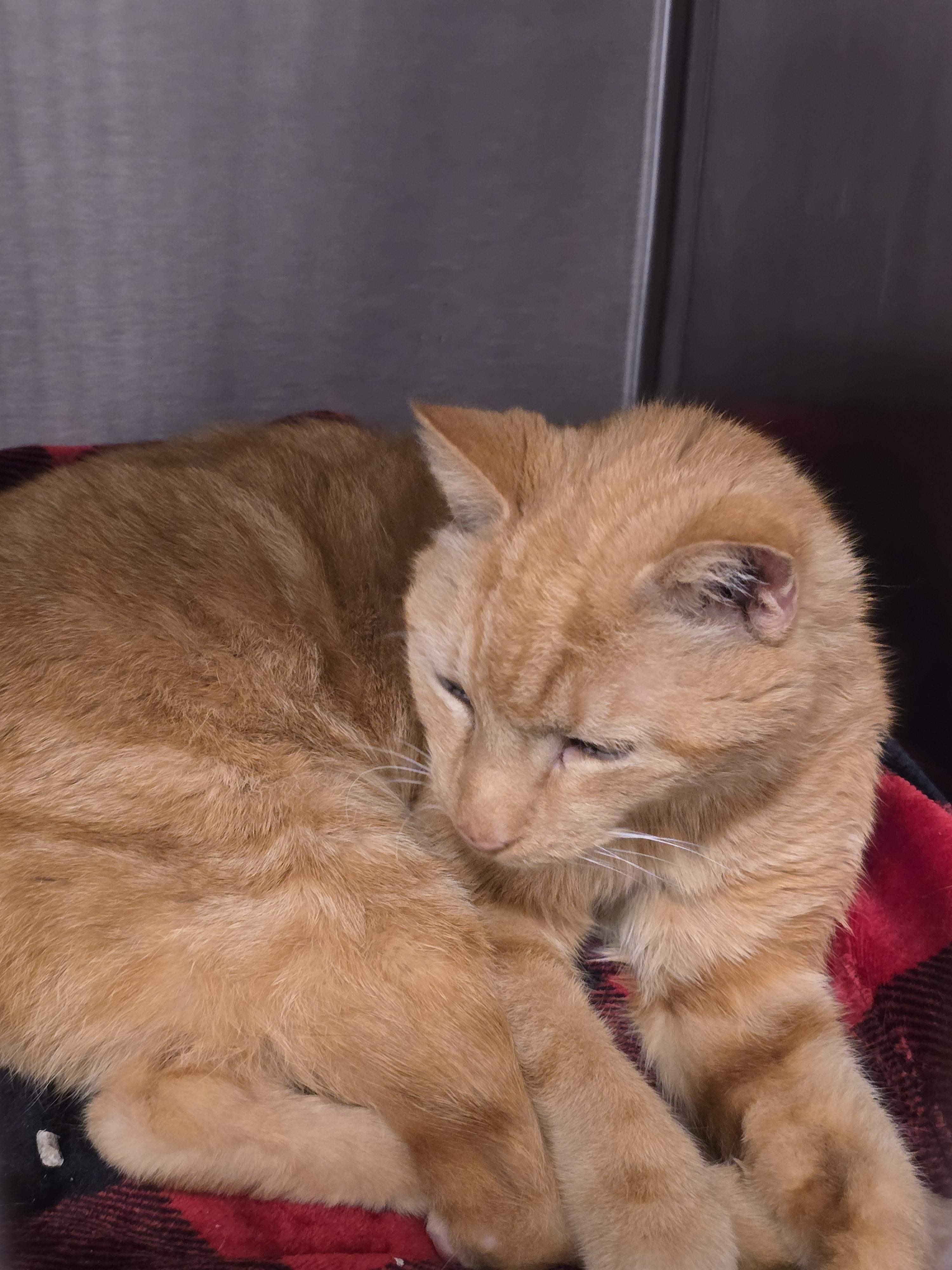 Enlarge Milo, an adopted Domestic Short Hair in Saylorsburg, PA image 2/6