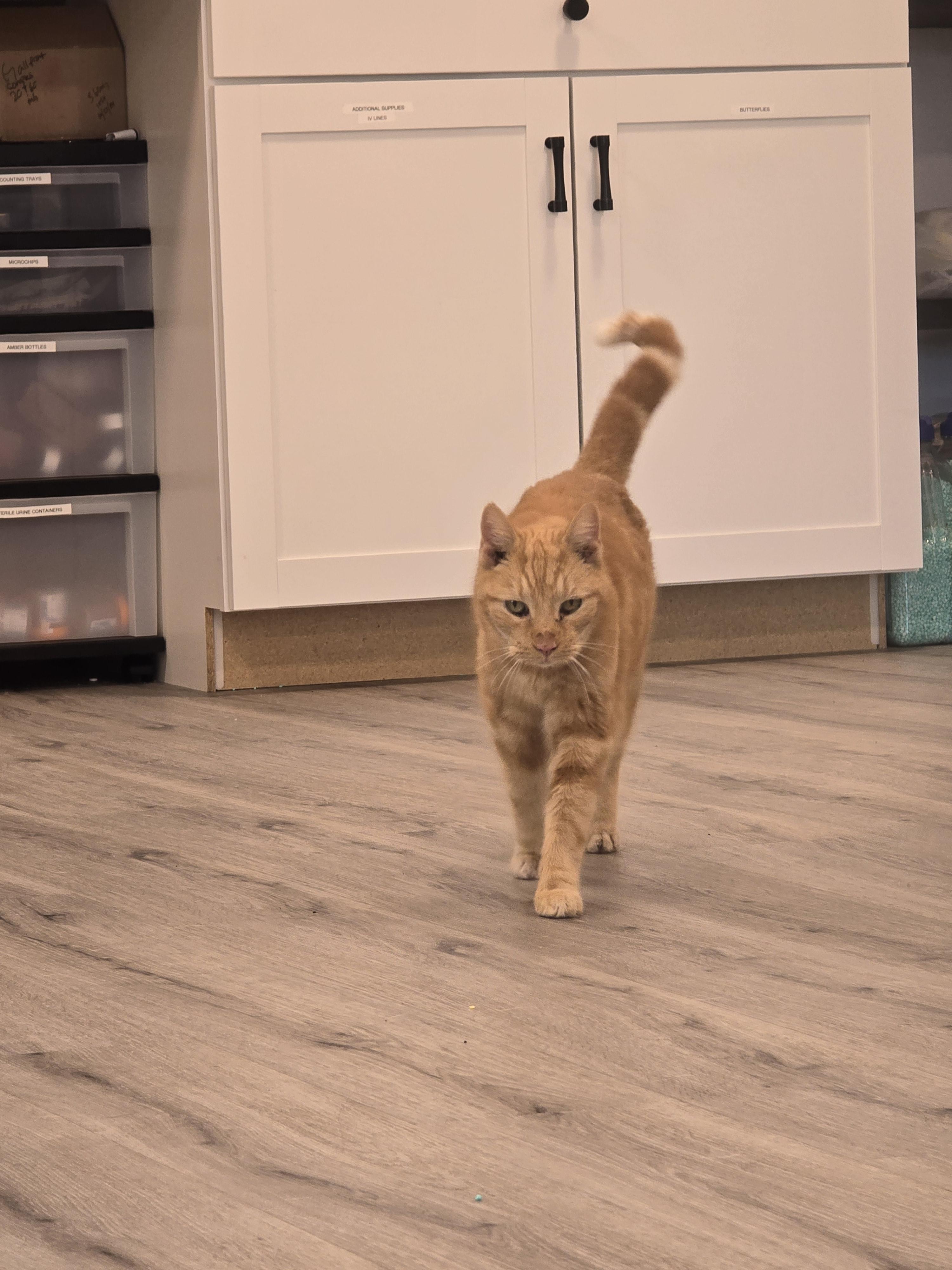 Enlarge Milo, an adopted Domestic Short Hair in Saylorsburg, PA image 6/6