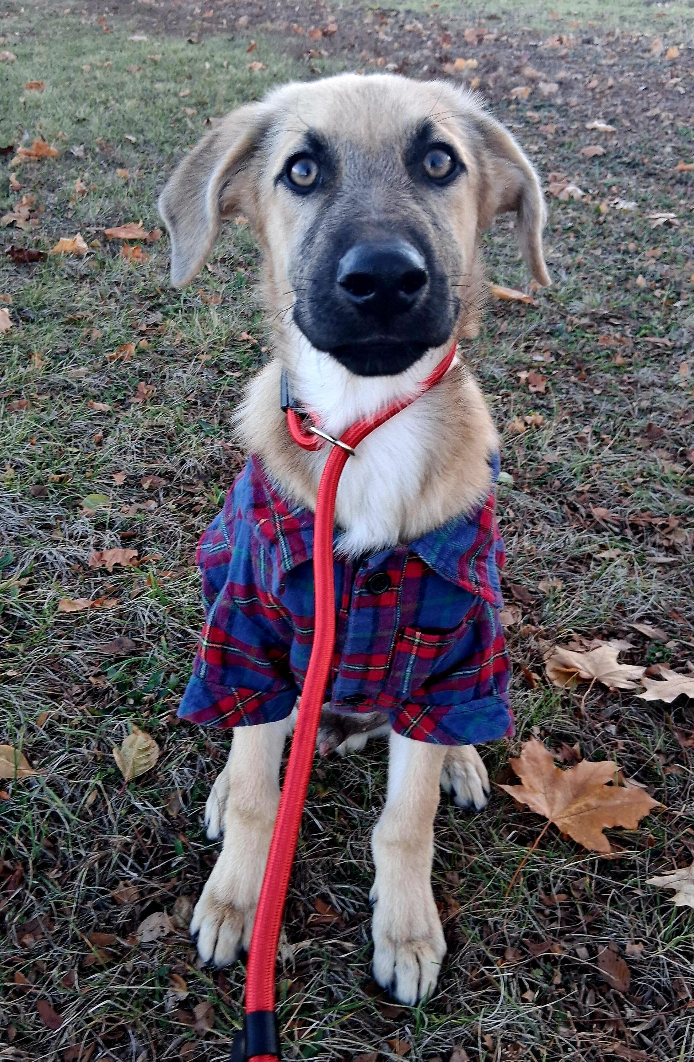 ANDY, Adoptable, Young Male German Shepherd Dog.