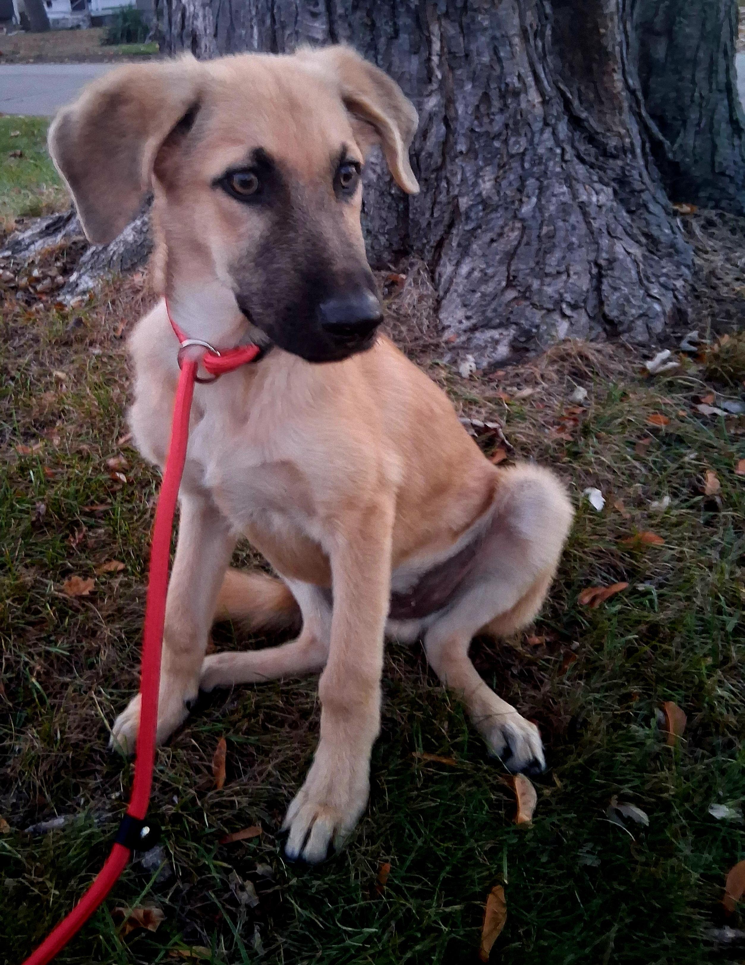 ANDY, a Adoptable mixed breed in Lake in the hills, IL image 2/6