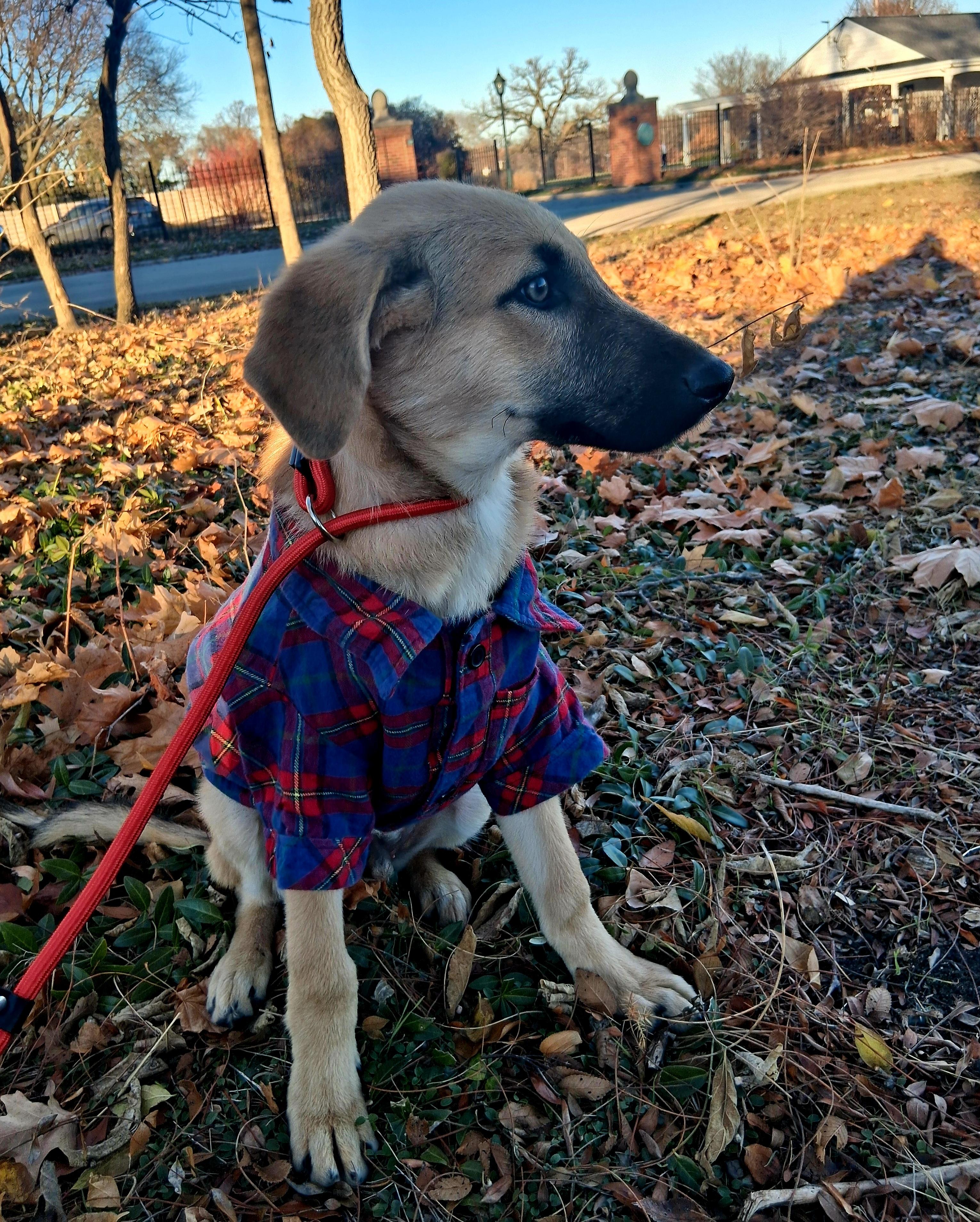 ANDY, a Adoptable mixed breed in Lake in the hills, IL image 3/6