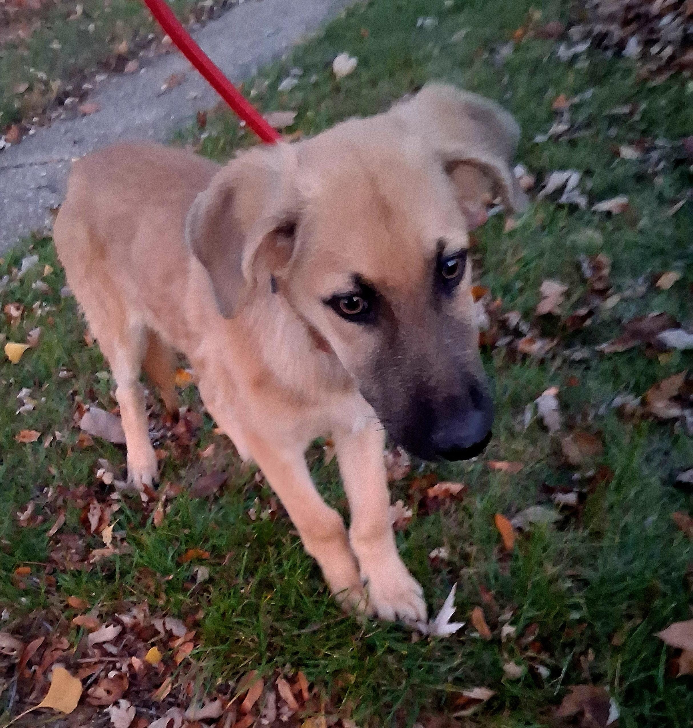 ANDY, a Adoptable mixed breed in Lake in the hills, IL image 4/6