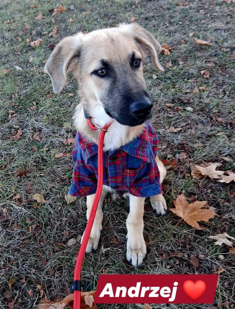 ANDY, a Adoptable mixed breed in Lake in the hills, IL image 5/6