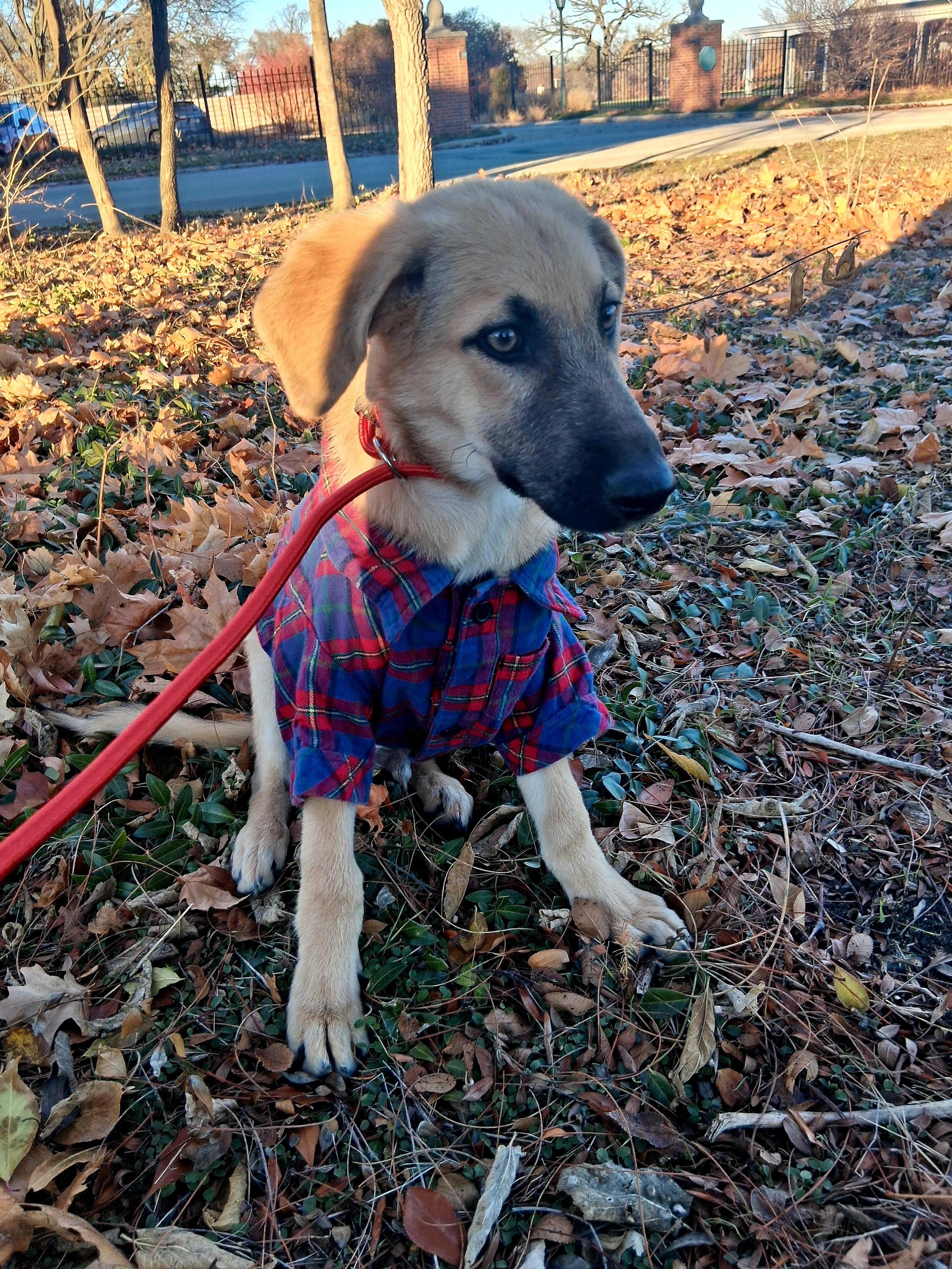 ANDY, a Adoptable mixed breed in Lake in the hills, IL image 6/6