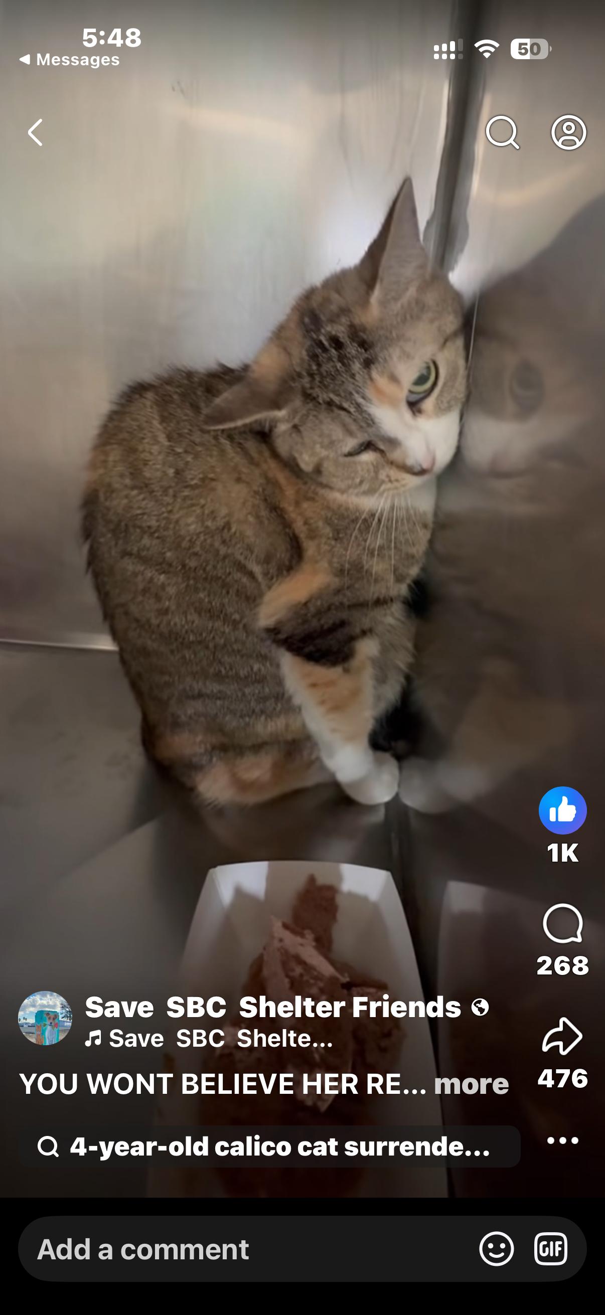 Enlarge KITTY (LOCATED AT PETSMART NORTHWEST RENO MAE ANNE ), an adopted mixed breed in Reno, NV image 2/4