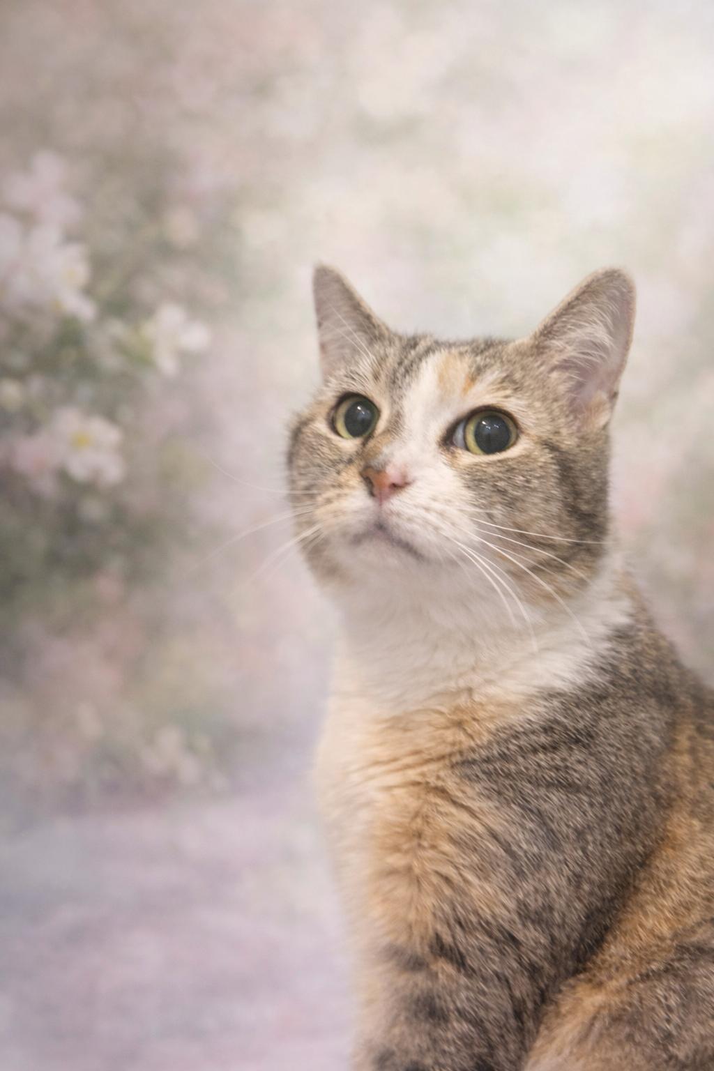 KITTY (LOCATED AT PETSMART NORTHWEST RENO MAE ANNE ), adopted, Adult Female Domestic Medium Hair.