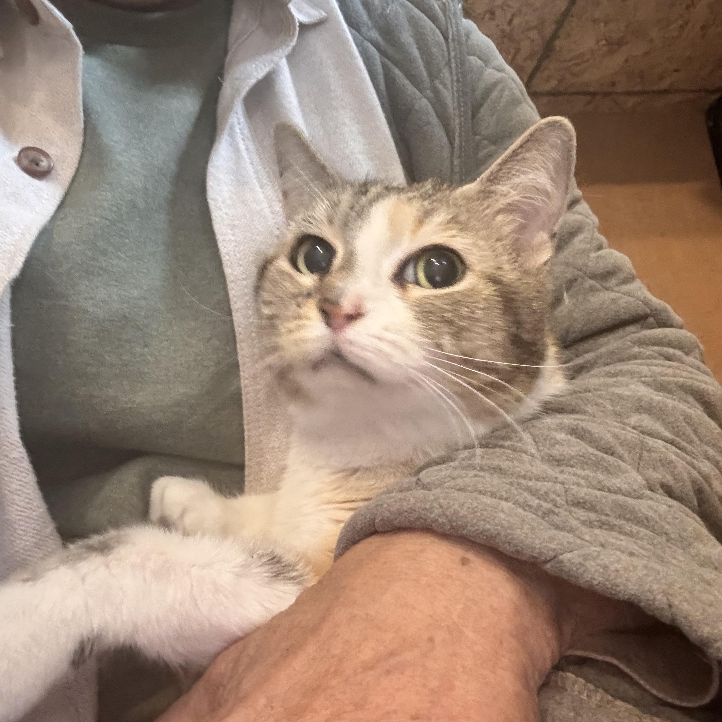 Enlarge KITTY (LOCATED AT PETSMART NORTHWEST RENO MAE ANNE ), an adopted mixed breed in Reno, NV image 3/4