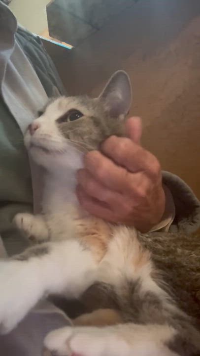 Enlarge KITTY (LOCATED AT PETSMART NORTHWEST RENO MAE ANNE ), an adopted mixed breed in Reno, NV video 4/4