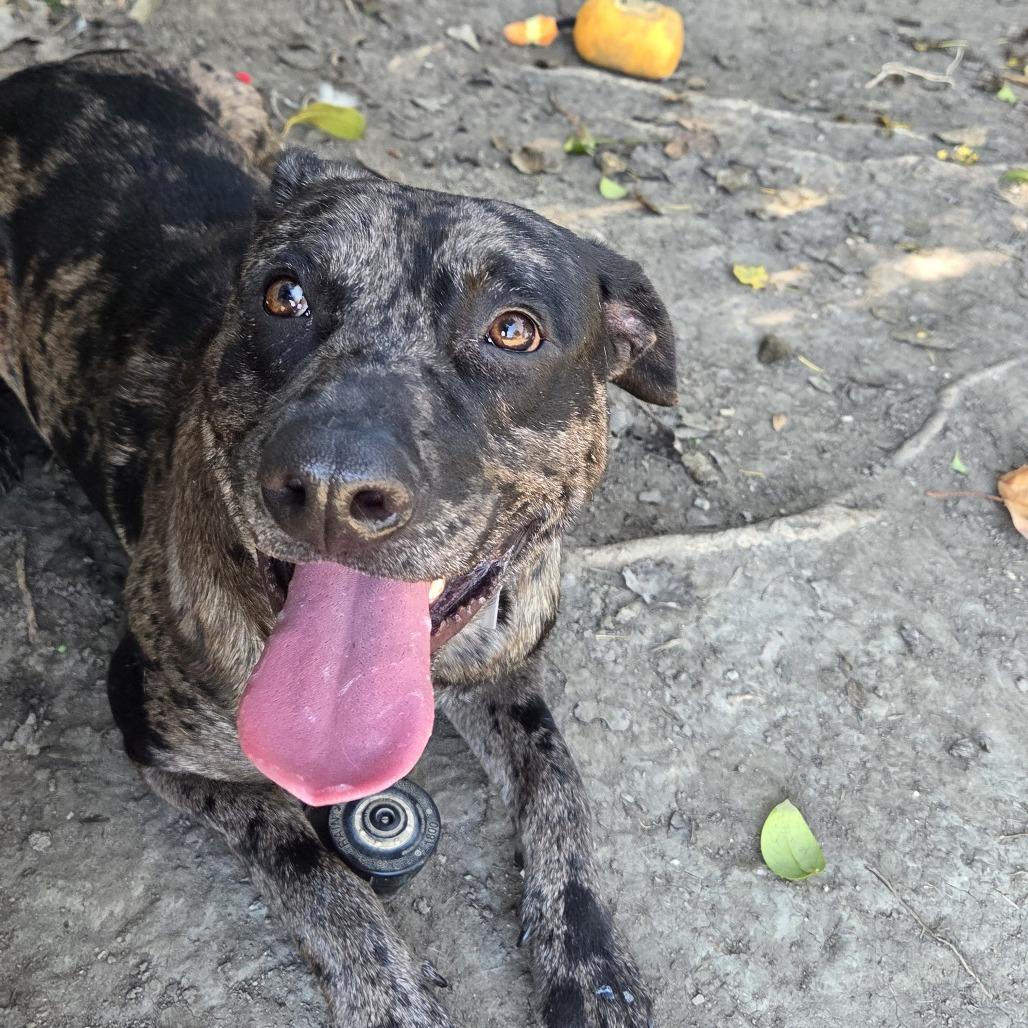 Enlarge Hermes, a Adoptable mixed breed in Long Beach, CA image 1/2