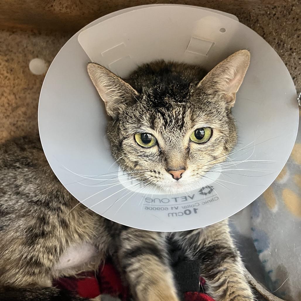 Vanessa, Adoptable, Adult Female Domestic Short Hair.