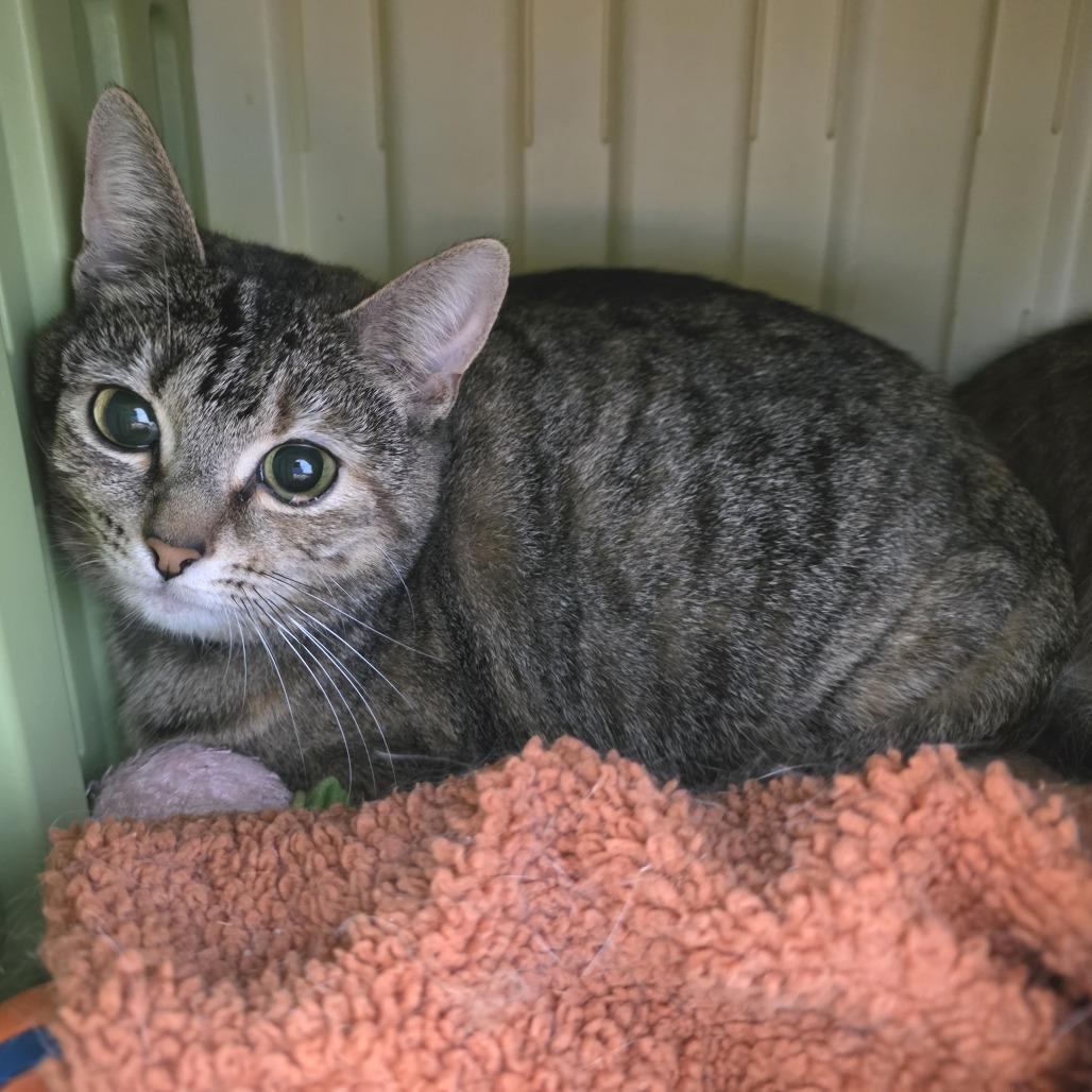 Enlarge Vanessa, a Adoptable Domestic Short Hair in Fort Wayne, IN image 2/6