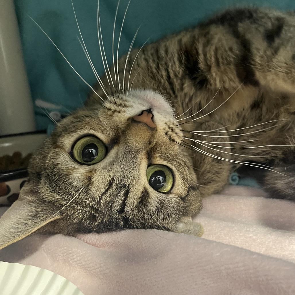Enlarge Vanessa, a Adoptable Domestic Short Hair in Fort Wayne, IN image 3/6